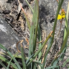 Bulbine glauca (Rock Lily) at Uriarra, NSW - 24 Nov 2024 by JimL