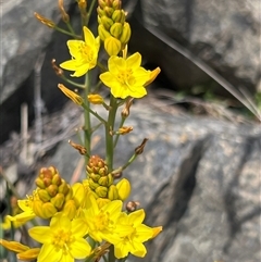 Bulbine glauca at Uriarra, NSW - 24 Nov 2024