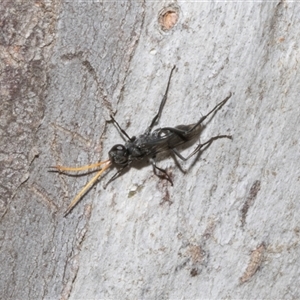 Fabriogenia sp. (genus) at Nicholls, ACT - 1 Nov 2024