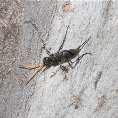 Fabriogenia sp. (genus) (Spider wasp) at Nicholls, ACT - 31 Oct 2024 by AlisonMilton