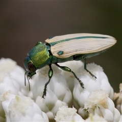 Castiarina sexguttata at Bungonia, NSW - 17 Nov 2024 by KorinneM