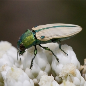 Castiarina sexguttata at Bungonia, NSW - 17 Nov 2024