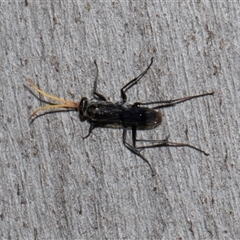 Fabriogenia sp. (genus) (Spider wasp) at Nicholls, ACT - 31 Oct 2024 by AlisonMilton