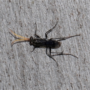 Fabriogenia sp. (genus) at Nicholls, ACT - 1 Nov 2024 10:40 AM