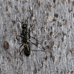 Camponotus aeneopilosus at Nicholls, ACT - 1 Nov 2024 10:39 AM