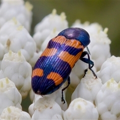 Castiarina sp. (genus) at Bungonia, NSW - 17 Nov 2024 by KorinneM