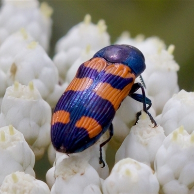 Castiarina livida (Jewel Beetle) at Bungonia, NSW - 17 Nov 2024 by KorinneM