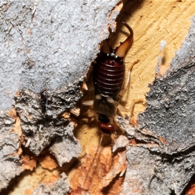 Unidentified Earwig (Dermaptera) at Nicholls, ACT - 31 Oct 2024 by AlisonMilton