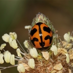 Coccinella transversalis (Transverse Ladybird) at Nicholls, ACT - 1 Nov 2024 by AlisonMilton