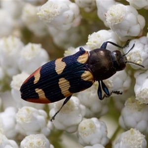 Castiarina sexplagiata at Bungonia, NSW - 17 Nov 2024