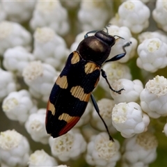 Castiarina sexplagiata at Bungonia, NSW - 17 Nov 2024