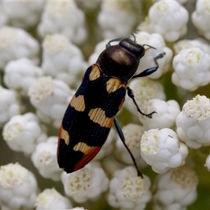 Castiarina sexplagiata at Bungonia, NSW - 17 Nov 2024