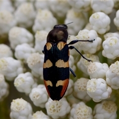 Castiarina sexplagiata at Bungonia, NSW - 17 Nov 2024