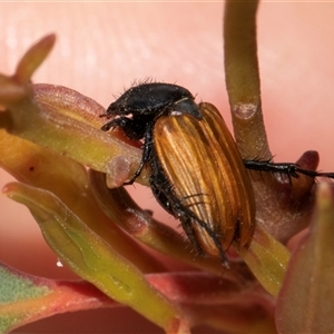 Phyllotocus rufipennis at Nicholls, ACT - 1 Nov 2024