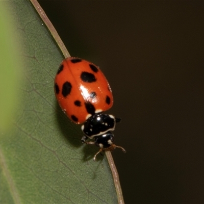 Hippodamia variegata (Spotted Amber Ladybird) at Nicholls, ACT - 1 Nov 2024 by AlisonMilton