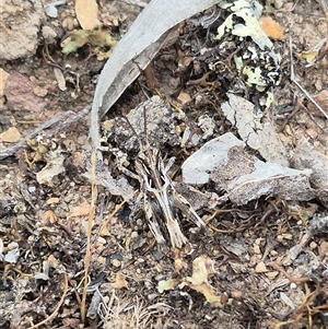Oedaleus australis at Bungendore, NSW - suppressed