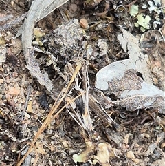 Oedaleus australis at Bungendore, NSW - suppressed