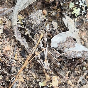 Oedaleus australis at Bungendore, NSW - suppressed
