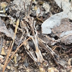 Oedaleus australis at Bungendore, NSW - suppressed