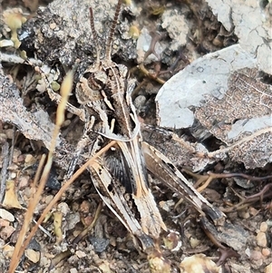 Oedaleus australis at Bungendore, NSW - suppressed