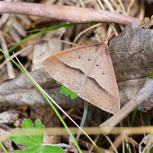 Epidesmia hypenaria (Long-nosed Epidesmia) at Cotter River, ACT by DPRees125