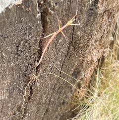 Unverified Stick insect (Phasmatodea) at Uriarra, NSW - 24 Nov 2024 by JimL