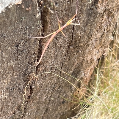 Unidentified Stick insect (Phasmatodea) at Uriarra, NSW - 24 Nov 2024 by JimL