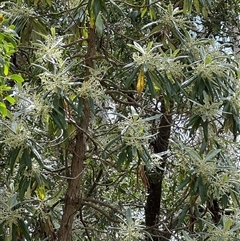 Bedfordia arborescens (Blanket Bush) at Uriarra, NSW - 23 Nov 2024 by JimL