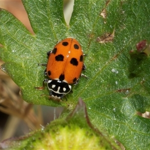 Hippodamia variegata at Nicholls, ACT - 1 Nov 2024