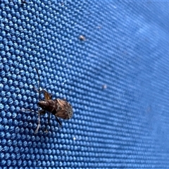 Rhyparochromidae (family) at Uriarra, NSW - 24 Nov 2024 07:09 AM