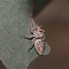 Opisthoncus sp. (genus) (Opisthoncus jumping spider) at Nicholls, ACT - 1 Nov 2024 by AlisonMilton