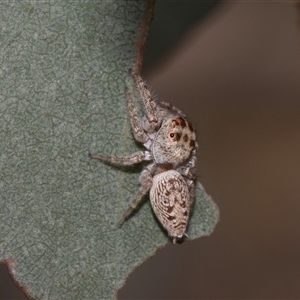 Opisthoncus sp. (genus) at Nicholls, ACT - 1 Nov 2024 10:58 AM