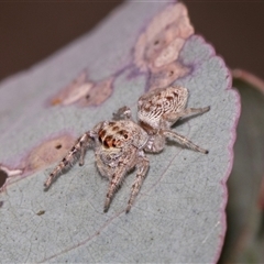 Opisthoncus sp. (genus) at Nicholls, ACT - 1 Nov 2024 10:58 AM