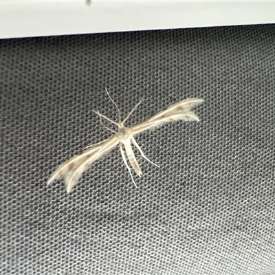 Wheeleria spilodactylus (Horehound plume moth) at Uriarra, NSW - 23 Nov 2024 by JimL