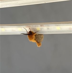 Lomera xanthochrysa at Uriarra, NSW - 24 Nov 2024 07:01 AM