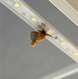 Lomera xanthochrysa at Uriarra, NSW - 24 Nov 2024 07:01 AM