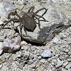 Neosparassus calligaster (Beautiful Badge Huntsman) at Uriarra, NSW - 23 Nov 2024 by JimL