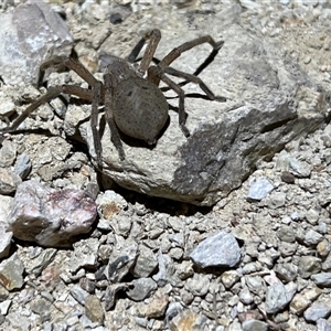 Neosparassus calligaster (Beautiful Badge Huntsman) at Uriarra, NSW by JimL