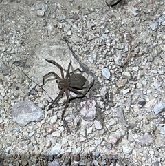 Neosparassus calligaster at Uriarra, NSW - 23 Nov 2024 10:03 PM