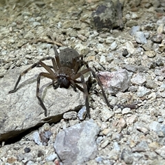 Neosparassus calligaster at Uriarra, NSW - 23 Nov 2024 10:03 PM