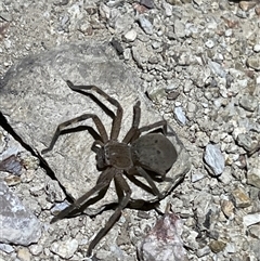 Neosparassus calligaster at Uriarra, NSW - 23 Nov 2024 10:03 PM