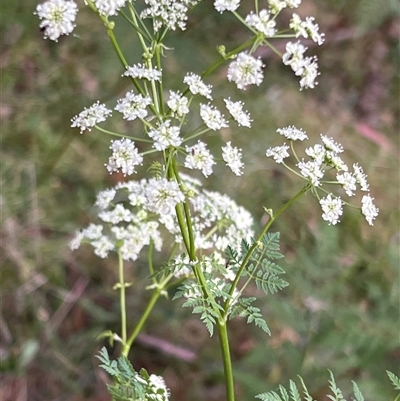 Conium maculatum (Hemlock) at Uriarra, NSW - 23 Nov 2024 by JimL