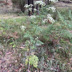 Conium maculatum at Uriarra, NSW - 23 Nov 2024