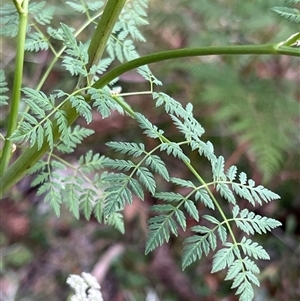 Conium maculatum at Uriarra, NSW - 23 Nov 2024