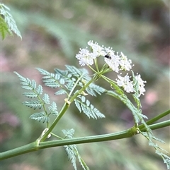 Conium maculatum at Uriarra, NSW - 23 Nov 2024