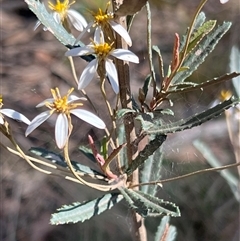 Olearia erubescens (Silky Daisybush) at Uriarra, NSW - 22 Nov 2024 by JimL