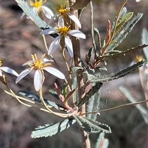 Olearia erubescens at Uriarra, NSW - 23 Nov 2024