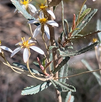 Olearia erubescens (Silky Daisybush) at Uriarra, NSW - 23 Nov 2024 by JimL