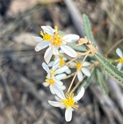 Olearia erubescens at Uriarra, NSW - 23 Nov 2024