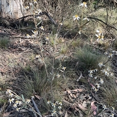 Olearia erubescens at Uriarra, NSW - 23 Nov 2024 09:06 AM